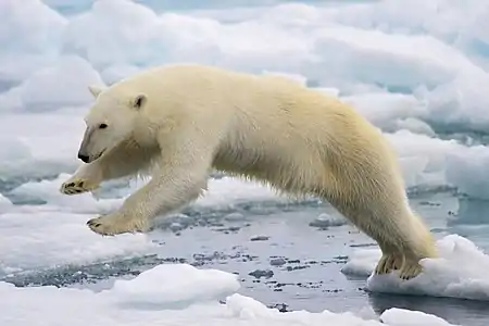 Un oso polar saltando entre los témpanos de la isla.