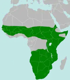 Distribución del águila marcial