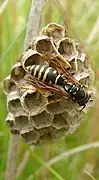 Polistes biglumis otra especie presente en la península ibérica