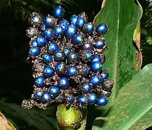 Pollia condensata se ve azul intenso pero carece de pigmento azul