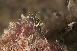 Polycera hedgpethi