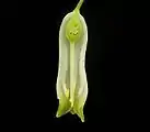 Ovario súpero en Polygonatum multiflorum. Corte longitudinal de la flor.