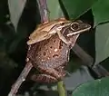 Ranas arborícolas