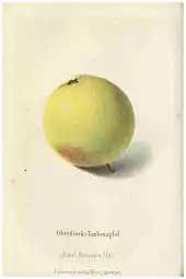 La manzana 'Oberdiecks Taubenapfel'