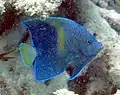 Pomacanthus maculosus subadulto, con la franja amarilla creciendo y las rayas juveniles borrándose.