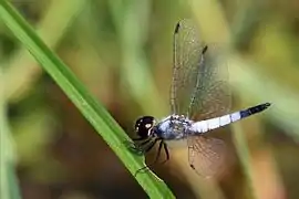 Macho de A. gracilis