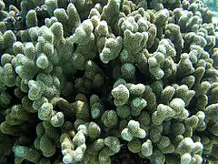 Porites annae