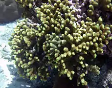 Porites cylindrica