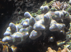 Porites duerdeni