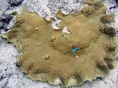 Porites lichen