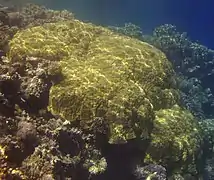 Porites lutea