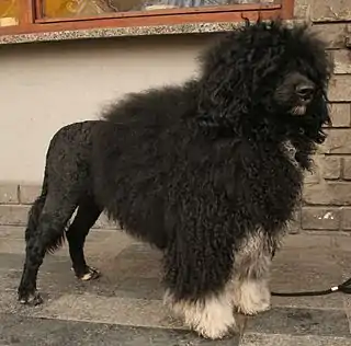 Perro de agua portugués