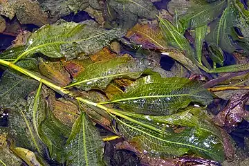 Las potamoguetonáceas (Potamogetonaceae) son plantas acuáticas arraigadas con hojas flotantes.