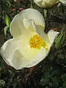 'Bishop's Lodge Precious Porcelain' Este rosal se encontró en la casa de campo del obispo Hay en NSW. Híbrido de té. Rosas solitarias amarillas grandes desvanecimiento del color a crema. Manchas rojas en los bordes de los pétalos sugieren que esta rosa pudiera ser 'Irish Harmony', Dickson, Irlanda del Norte, 1904.