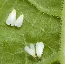 Adultos de "mosca blanca de los invernáculos", Trialeurodes vaporariorum, en el envés de las hojas, vuelan como dando saltos.