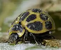 Adulto de "vaquita de los melones", Epilachna paenulata, alimentándose.