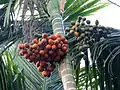 Frutos de isla Havelock, Andamán, India