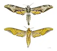 Protambulyx goeldii - MHNT