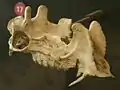 Cráneo de un macho de Protoceras celer.