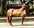 caballo criollo colombiano, trochador galopero.