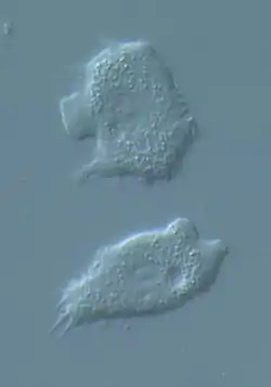 Protostelium, 1-amebas