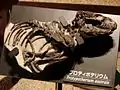 Esqueleto de Protypotherium australe