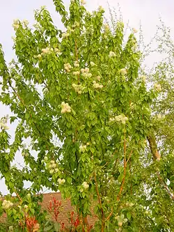 Amur choke cherry es otro arbolito