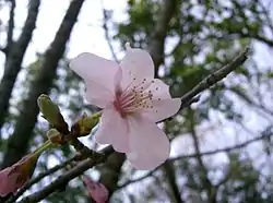 Sakura (Flor de cerezo)