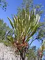 P. pumila  var.  Pumila  justo después de la floración, a principios de junio.