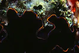 Pseudobiceros hymanae