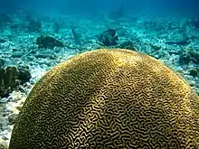Animal marino en forma de roca que está adherido al fondo marino.