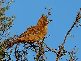 Chuchumento (pseudopseisura lophotes).