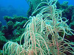 Pseudopterogorgia americana. Cuba. Isla de la Juventud