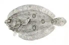 Pseudorhombus javanicus