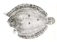 Pseudorhombus triocellatus