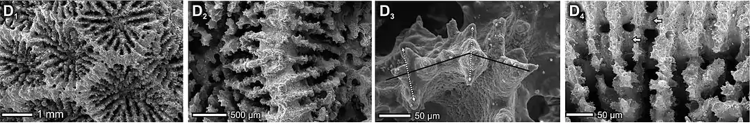 Disposición de los coralitos y estructura de los septos de Pseudosiderastrea tayamai