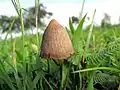 Psilocybe mexicana de Jalisco, México