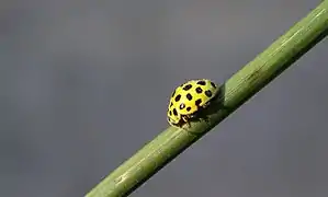 Mariquita (22 puntos)