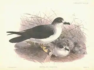 Petrel de las Juan Fernández (Pterodroma externa). Ilustración de J. G. Keulemans para Monograph of the Petrels (1907-1910) de Frederick DuCane Godman.