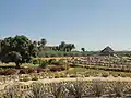 Jardín en Puerto Los Cabos.