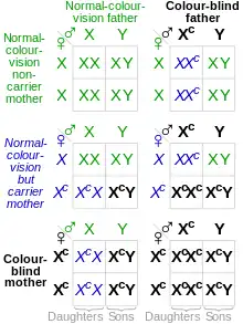 Gráfico que muestra las probabilidades de combinaciones genéticas y los resultados del daltonismo rojo-verde