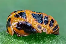 Pupa de coccinélido.