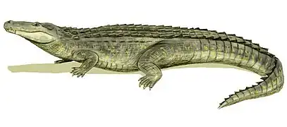 Purussaurus (Cocodrilo del Mioceno)