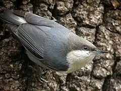 Trepador con píleo azul, con partes inferiores claras y cabeza marrón.