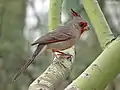 Cardenal pardo.