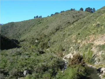 Bosque relicto de Olivillo en la ladera de la Quebrada de Cordova, está rodeado por bosque y matorral esclerófilo