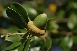 Cúpula debajo de la bellota en formación en Quercus chrysolepis, otra fagácea.