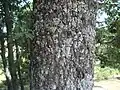 Corteza de rebollo (Quercus pyrenaica)