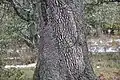 Corteza de encina (Quercus ilex)