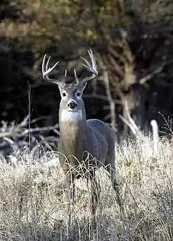 Venado de cola blanca